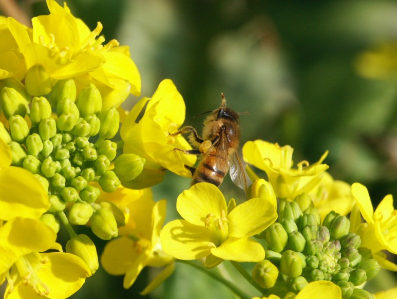 서래섬 유채꽃 축제