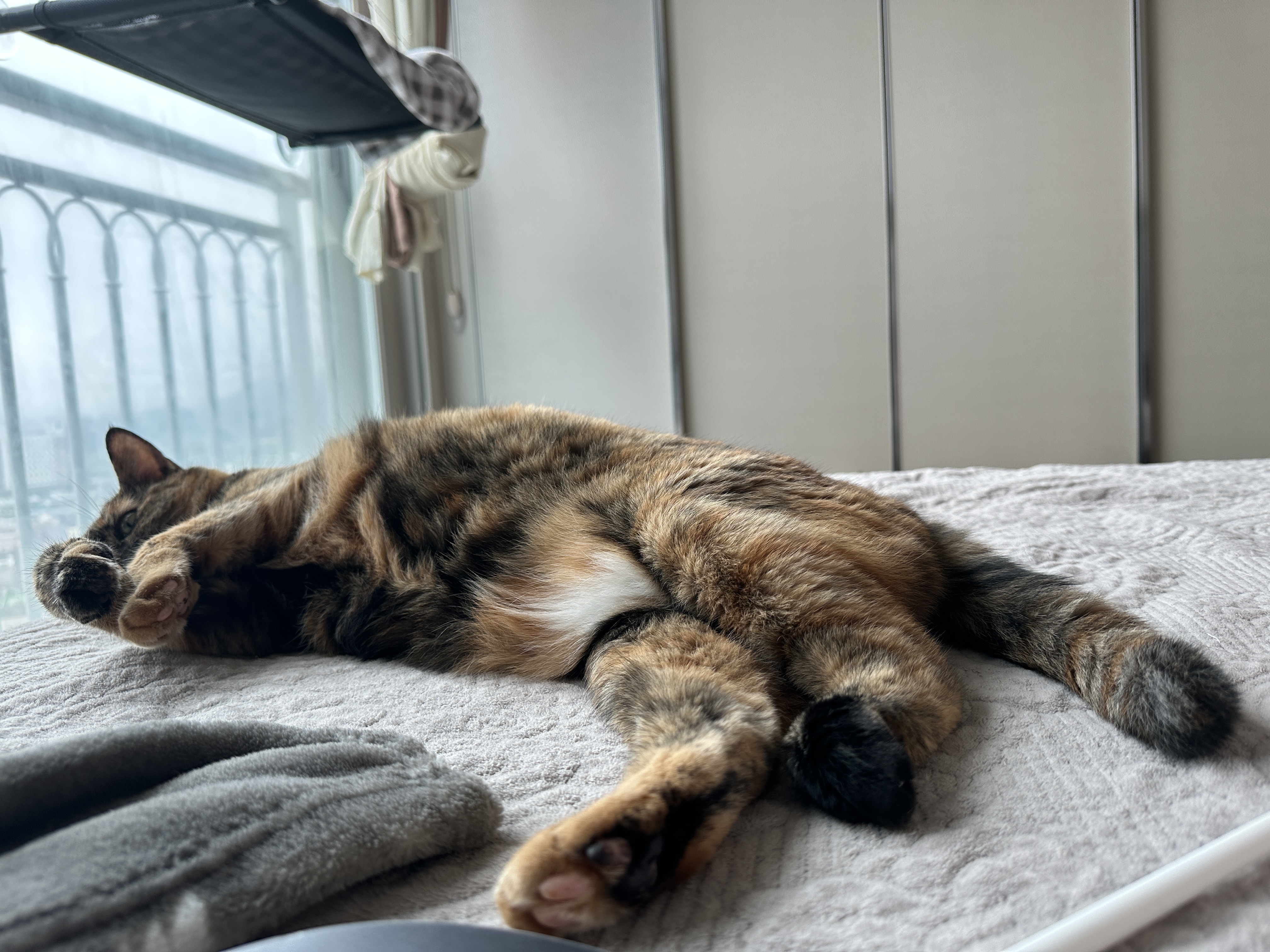 카오스_고양이_사랑이