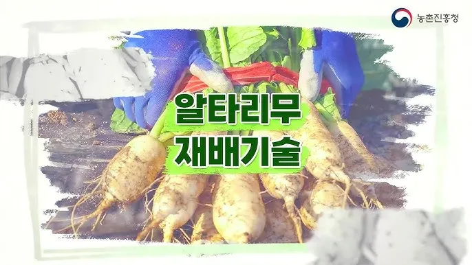 알타리무 재배 서늘한 기온 관리 연속 수확 물 주기_5
