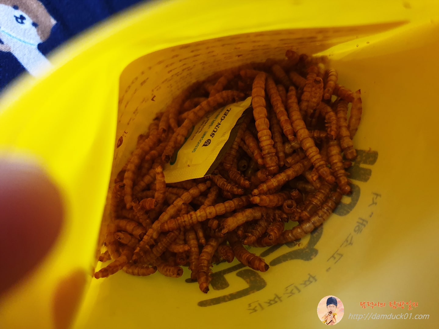 밀웜 모습 그대로인 고소애