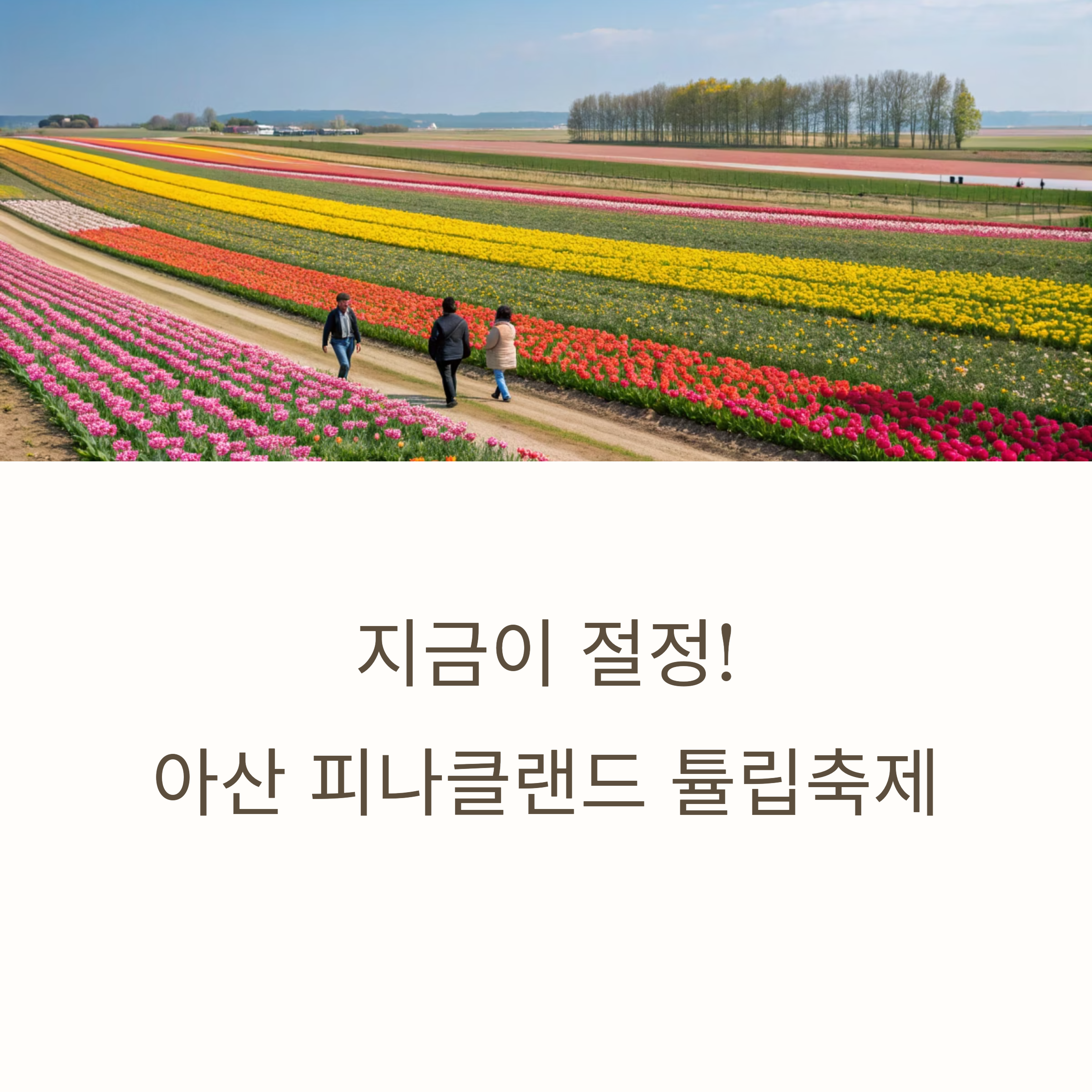 아산 피나클랜드 튤립축제