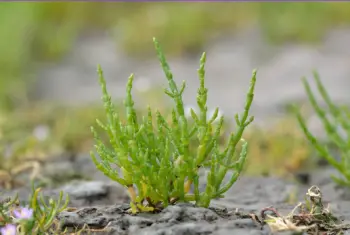 함초 효능 및 영양성분&amp;#44; 가격