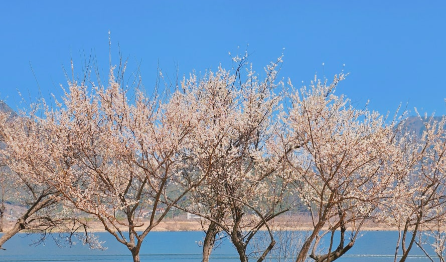 김해 용당나루매화공원