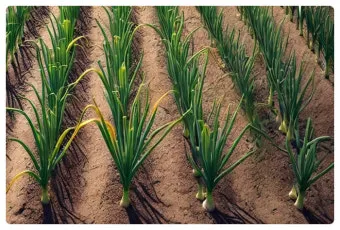 남부지방 마늘심는시기 핵심 가이드_14