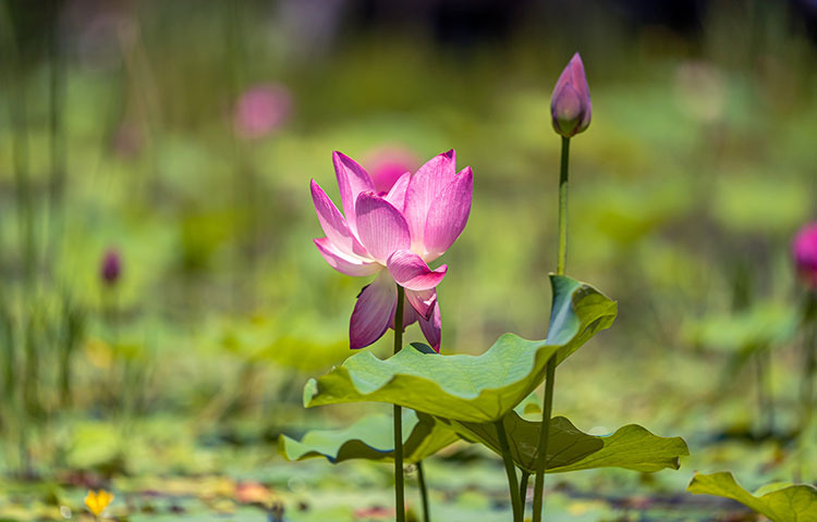 제20회 광릉숲축제 2025 완전 가이드 - 1년에 단 한 번 열리는 신비의 유네스코 숲