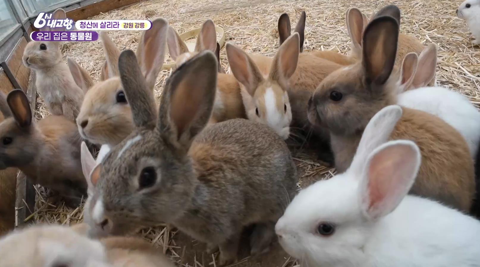 6시내고향 강릉 동물원에 있는 토끼
