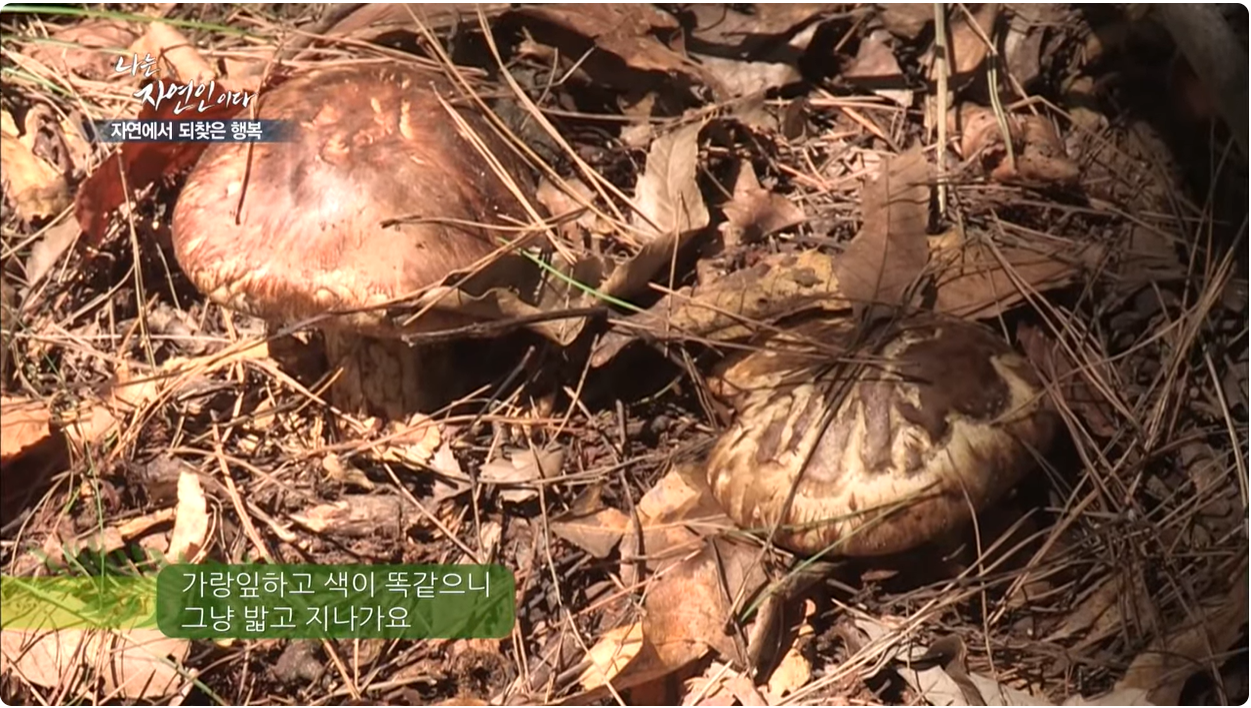 나는 자연인이다 3