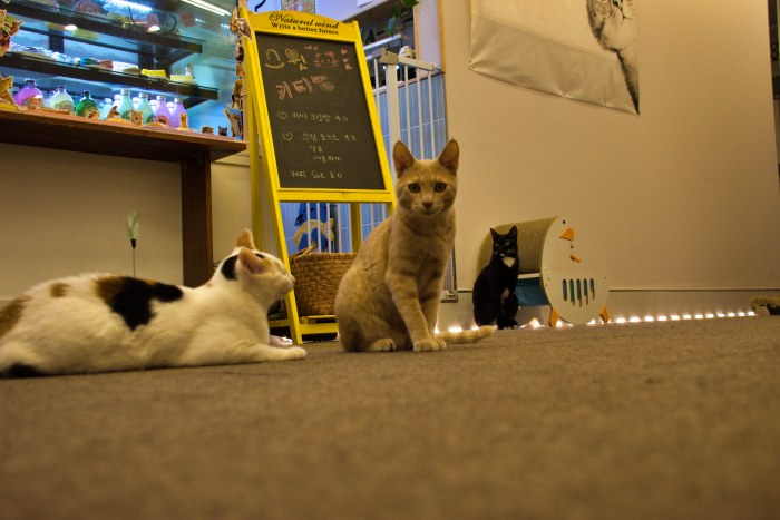 수영동 디저트 카페 스윗트롤 고양이 라떼