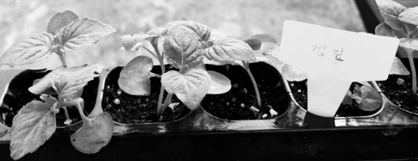 중부지방 들깨 파종시기: 5월 하순 ~ 6월 중순