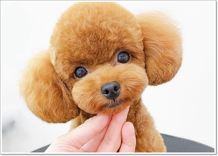 반려동물학과4년제대학