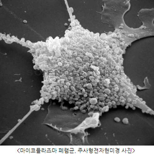 마이코플라즈마-폐렴