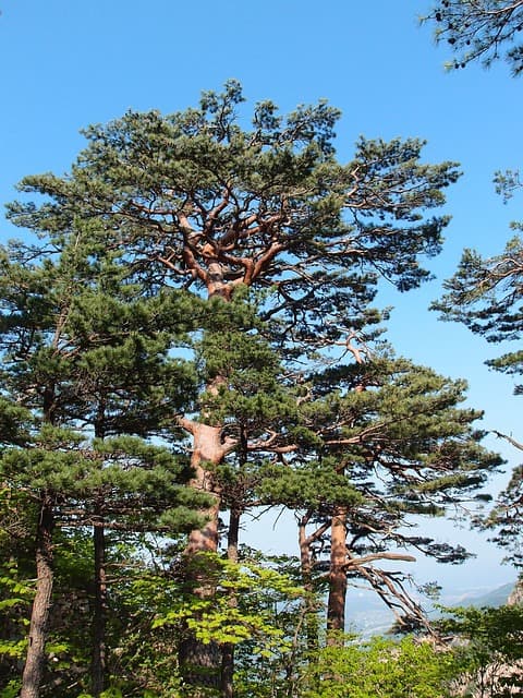 속초 청대산 정상에 남은 옛 제단터 – 사라진 민간신앙의 흔적을 따라 걷다