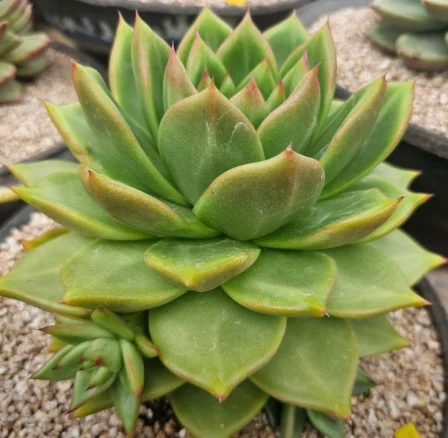럭셔리다육