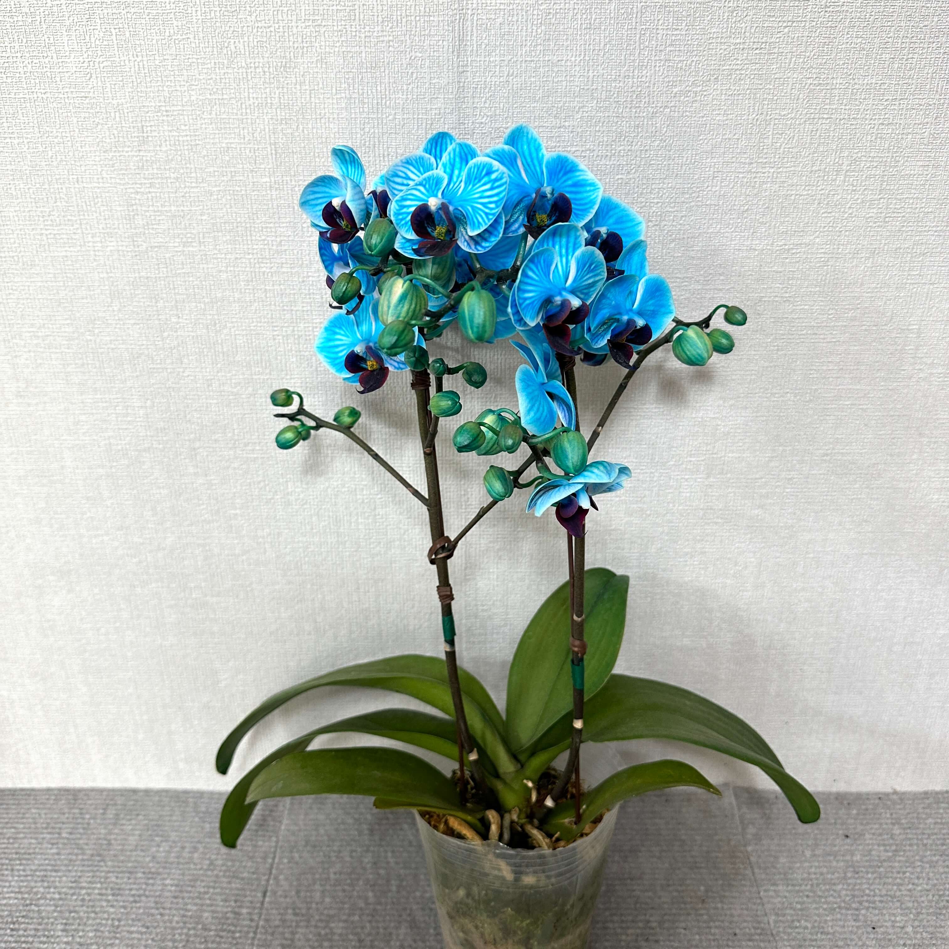 호접란 키우는 방법