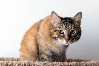 고양이 꿈해몽