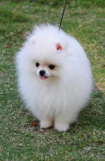 포메라니안 종류 18가지 털색깔 무늬 총정리 자료집_23