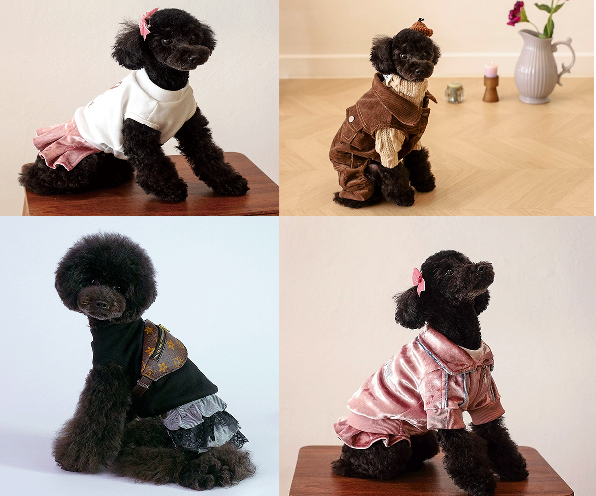 블랙 푸들, 앉아의 기본 자세