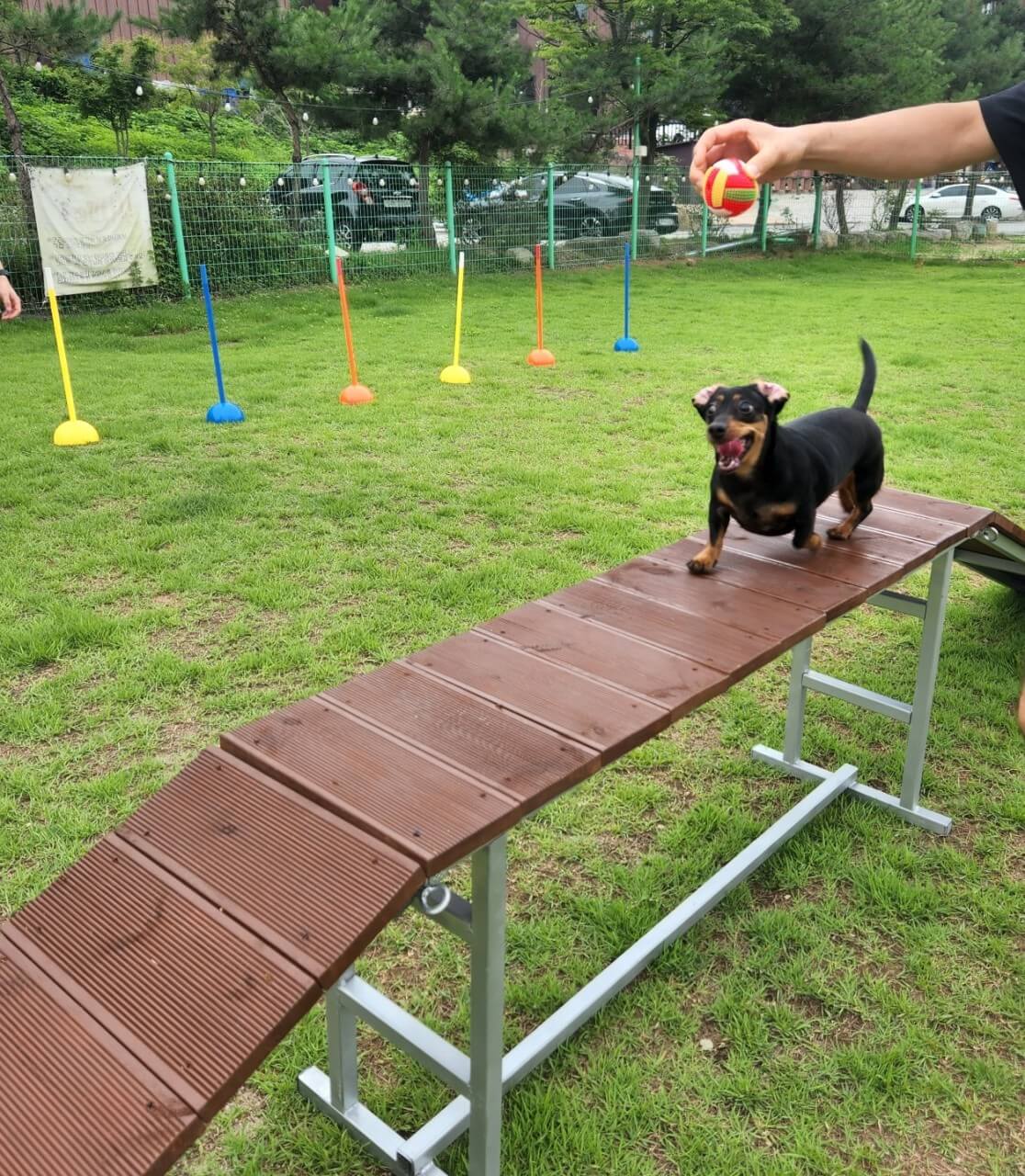 생방송투데이 오늘도 달린다! 청년 사장 경기 포천 20대 애견 카페 사장 편 뽀야네 딩가댕가 생방송투데이 3779회