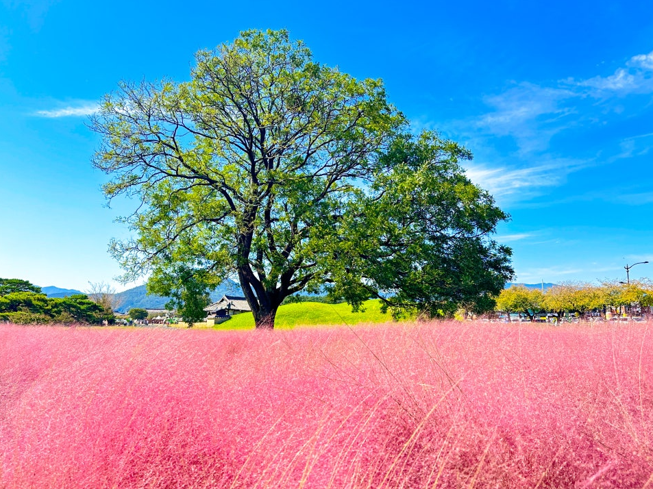 경주 핑크뮬리 군락지1