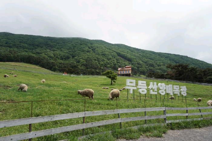 화순 무등산양떼목장
