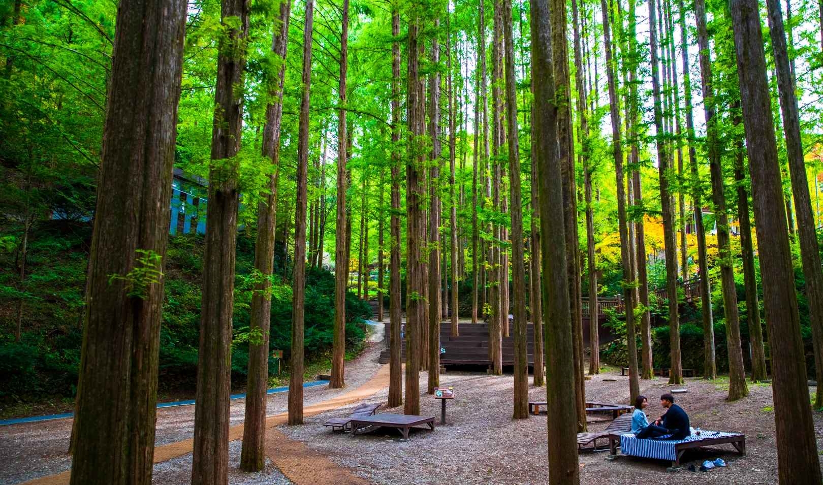 대전 장태산 자연휴양림