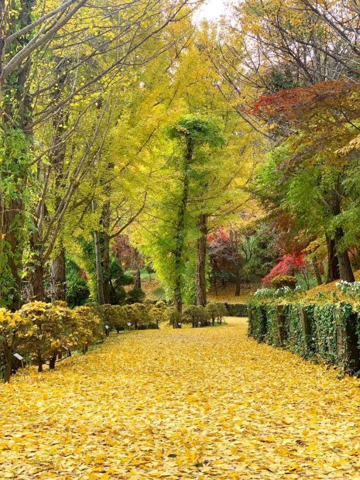 베어트리파크 단풍 축제