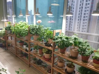 식물등 설치 위치높이 시간대설정 광량부족 해결 겨울철 성장 돕기_33