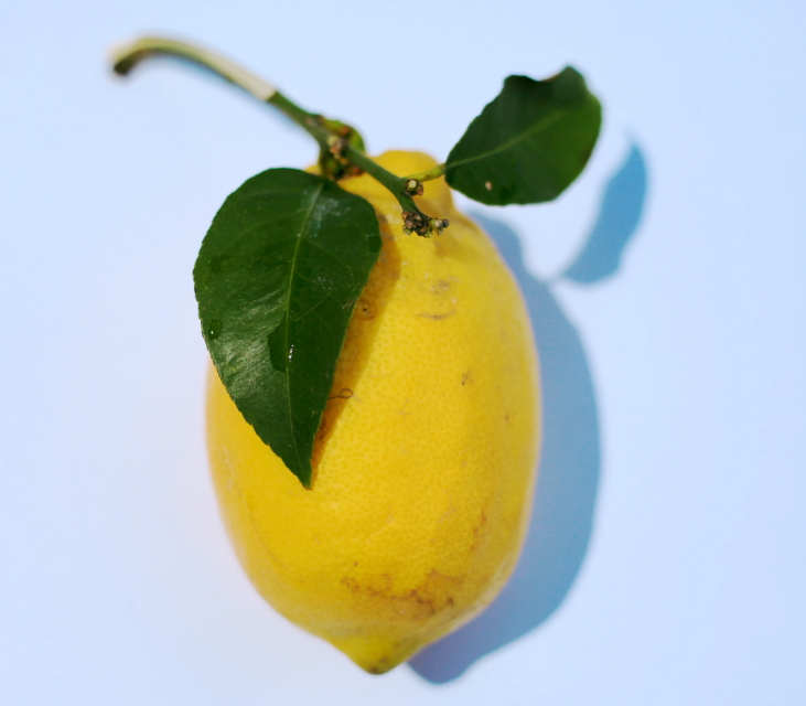 모과의 효능과 부작용, 모과 칼로리, 모과차 만드는법, 모과 수확시기