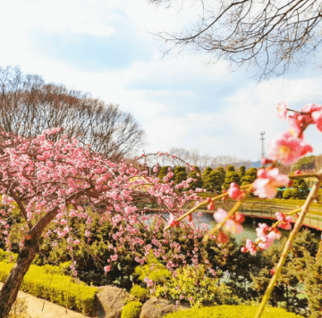 베어트리 파크 봄꽃축제와 관련된 사진