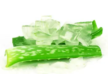 알로에 효능 및 영양성분&amp;#44; 주의점