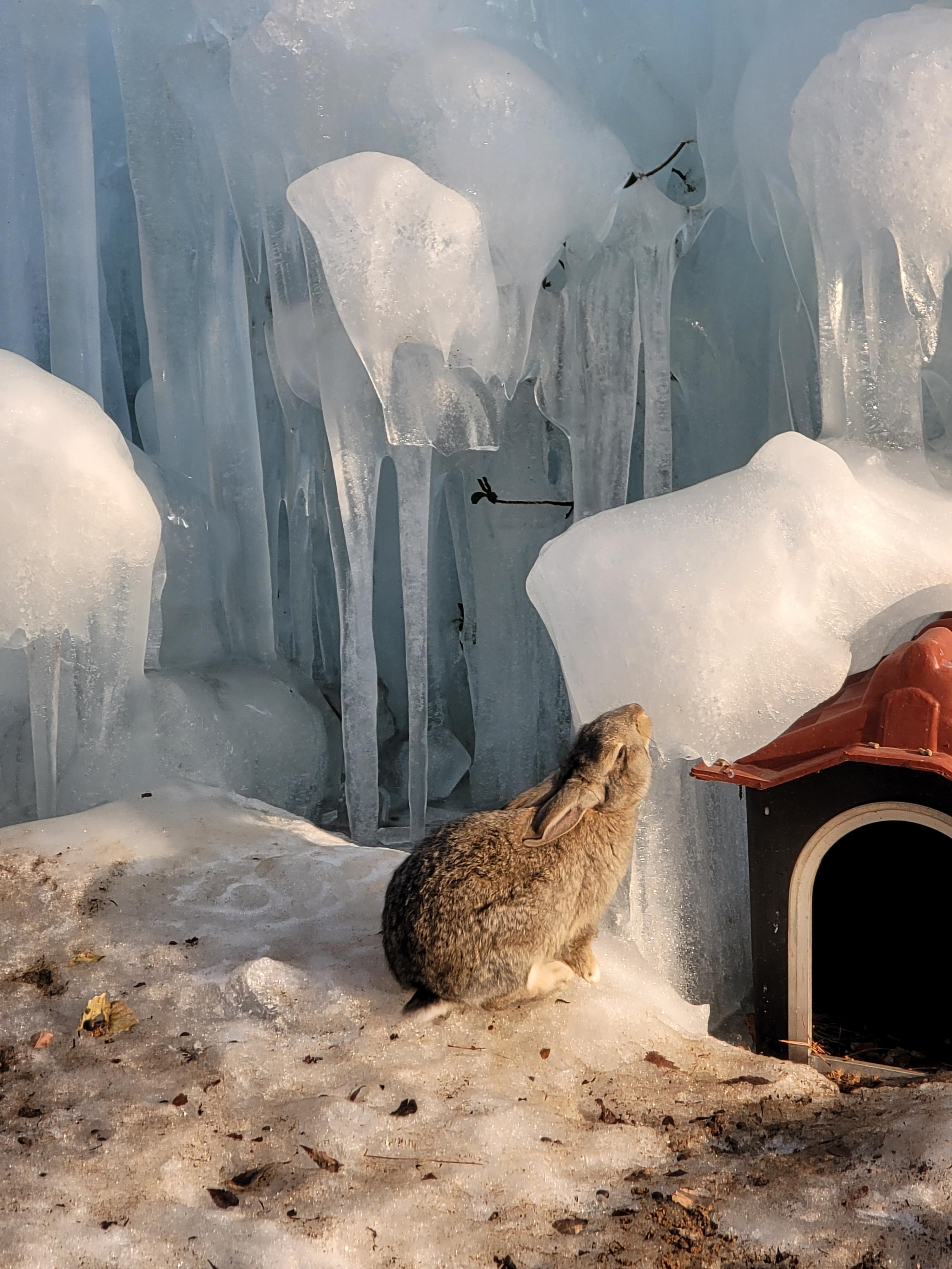 경주 국민힐링파크 토끼 모습
