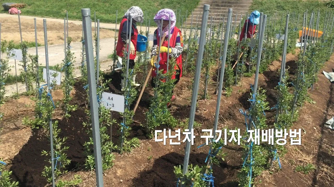 구기자 재배 삽목 번식 가지치기 건조 보관_1