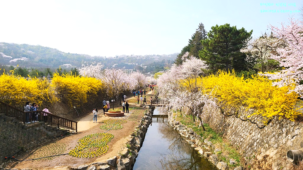 국립현충원-수양벚꽃길