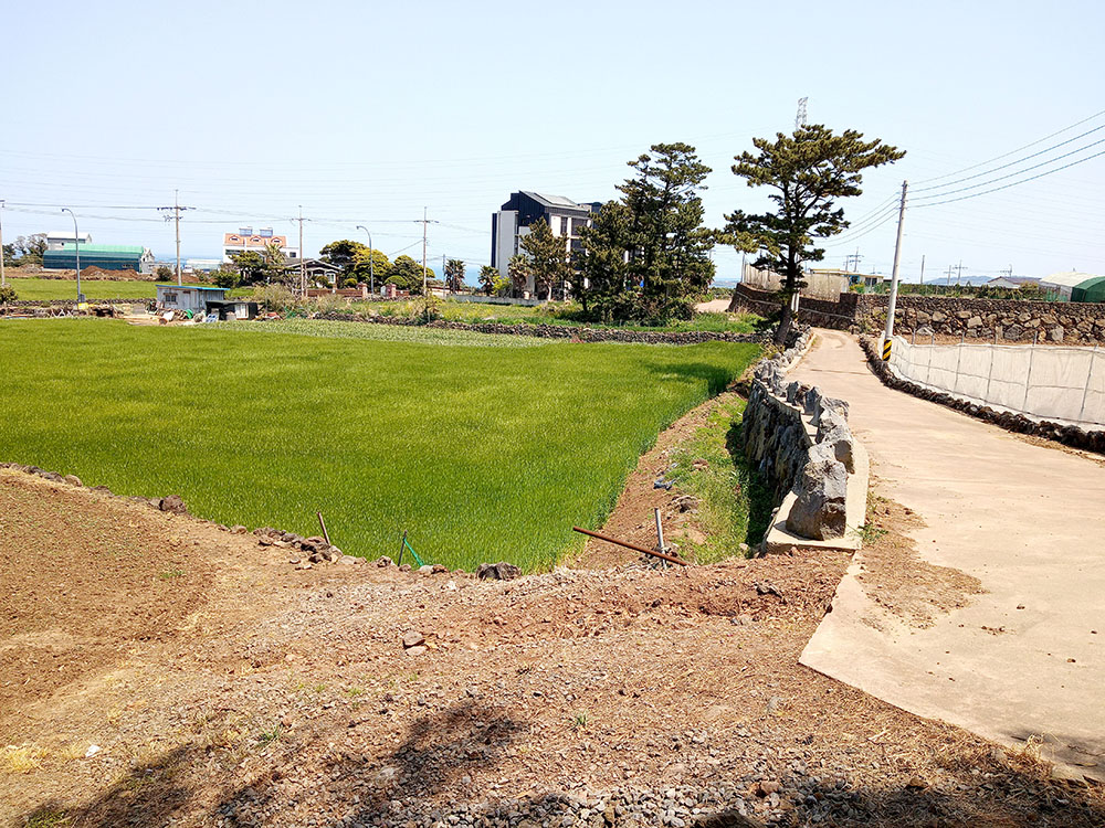 올레길 18코스: 신촌가는 옛길