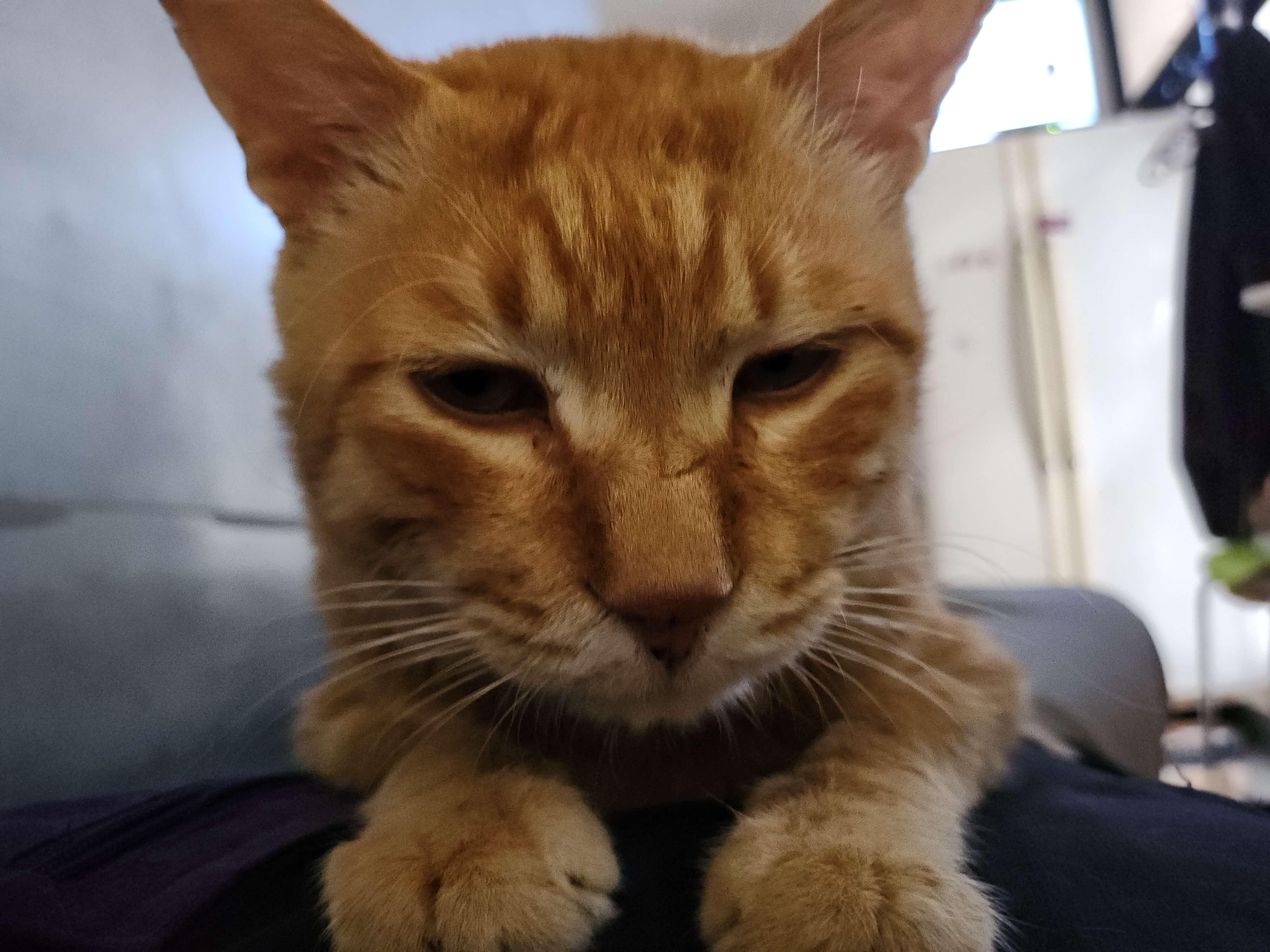 고양이 심장의 이해와 심장질환 개요