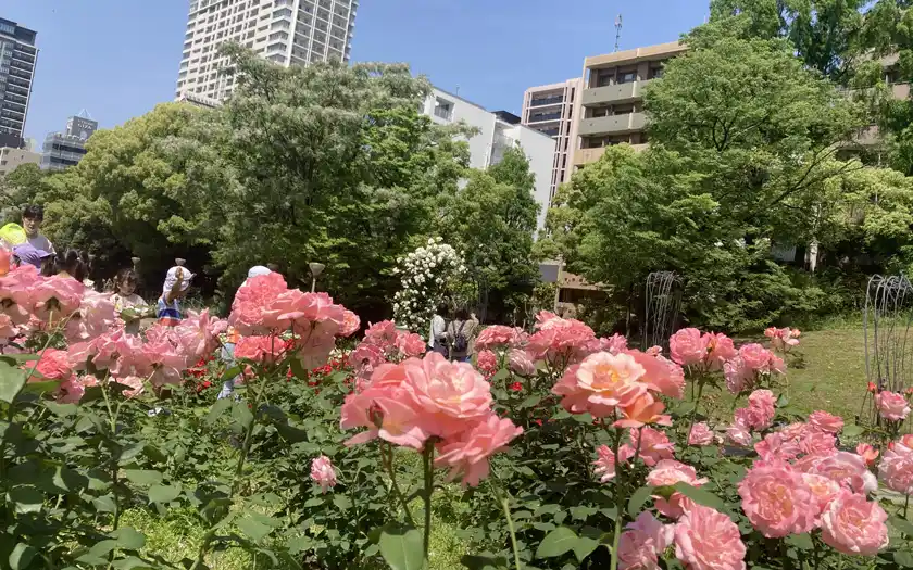 우츠보 공원 장미 축제