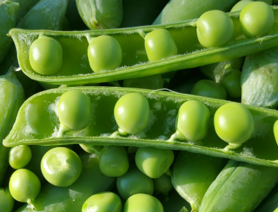 완두콩 파종시기와 심는시기 그리고 재배법 수확시기 총정리