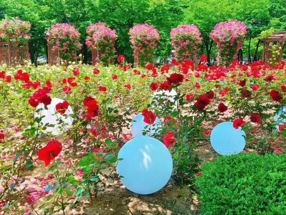 송도 해돋이공원 장미원: 시원한 그늘에서 장미보며 피크닉하기