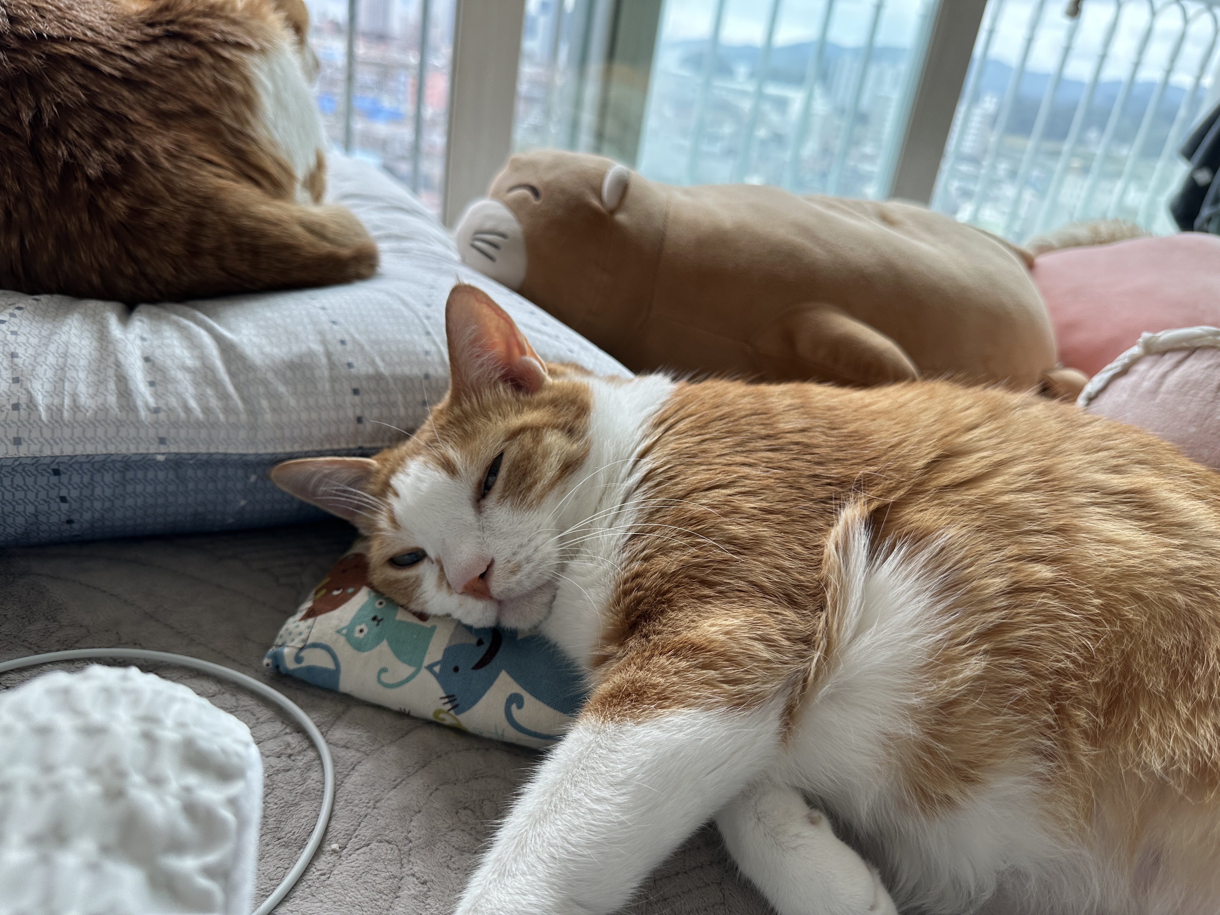 캣닢_쿠션_베고_잠들락말락하는_치즈냥이_호야