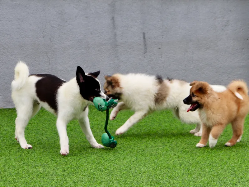 강아지 유치원 환불