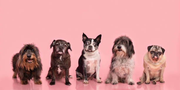 노견 5마리가 나란히 앉아서 같이 찍은 사진