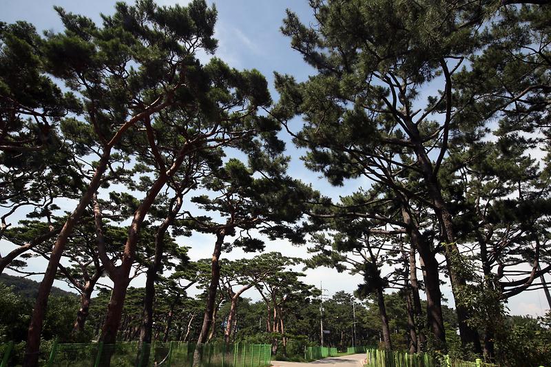 노송보호구역