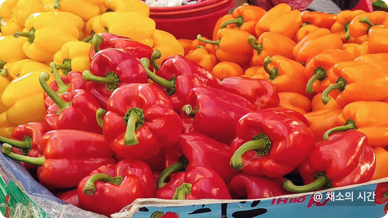 파프리카 썸네일