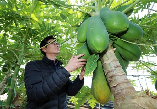 익어가는-파파야