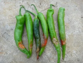 농사 병해충 예방법 진딧물 응애 노균병 탄저병 대처_7