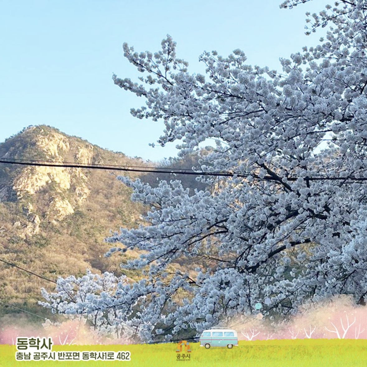 동학사 벚꽃 축제 일정