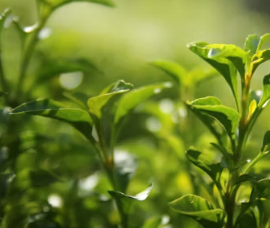 혈액순환에 좋은 차