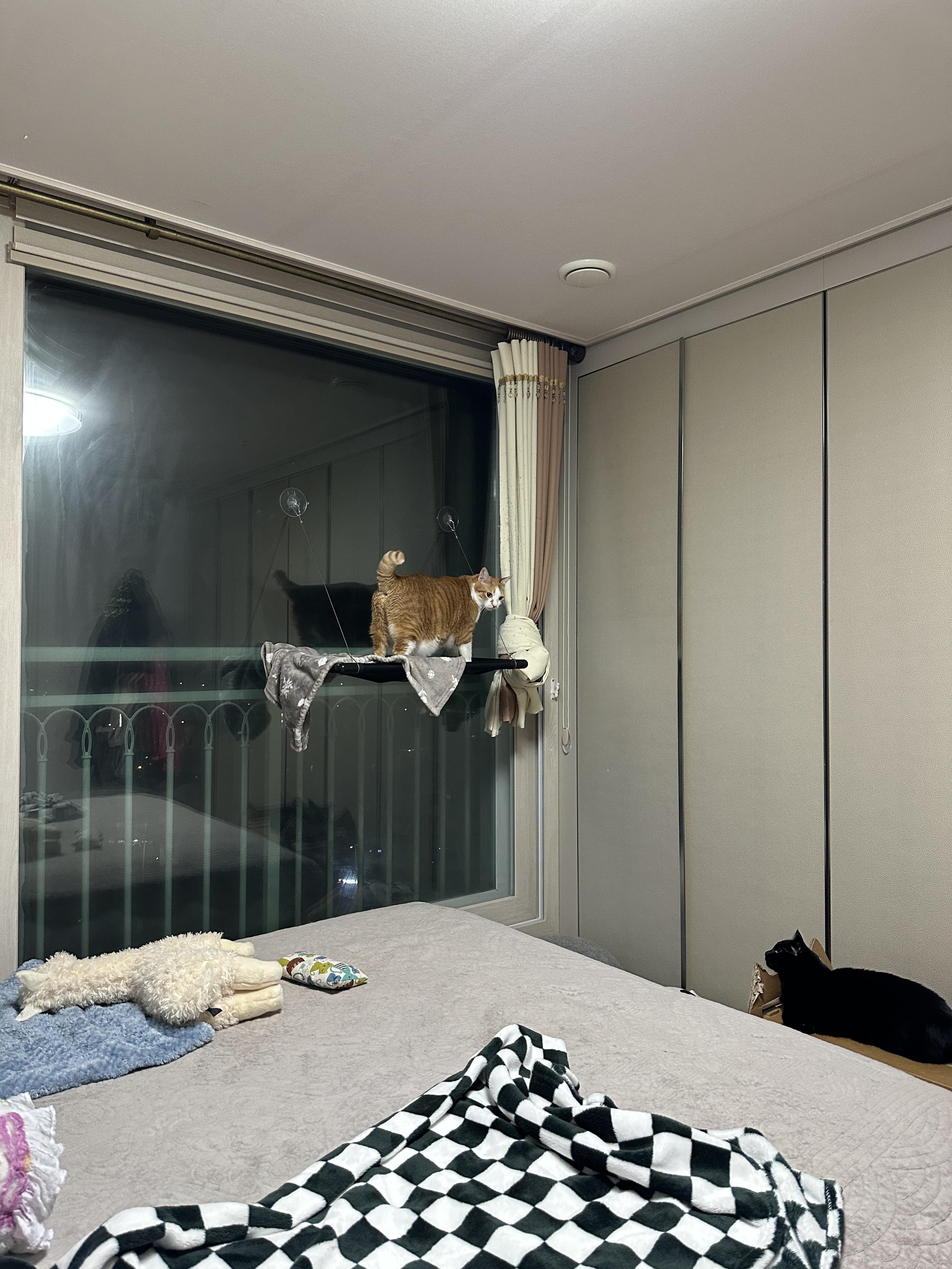 창문_해먹_위에_올라간_치즈냥이_호야