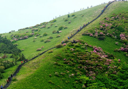 영주소백산철죽제