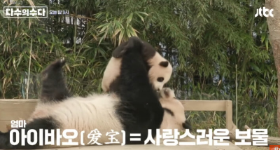 아이바오